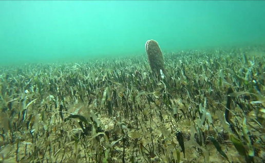 The mussels in the Mar Menor.
