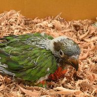 parrot in box
