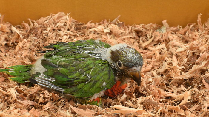 parrot in box