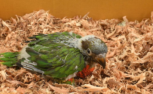 parrot in box