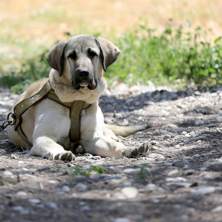 Mastiff dog tied to a chain outside in a garden