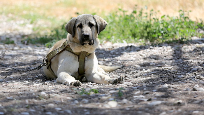 Mastiff dog tied to a chain outside in a garden