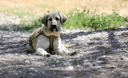 Mastiff dog tied to a chain outside in a garden
