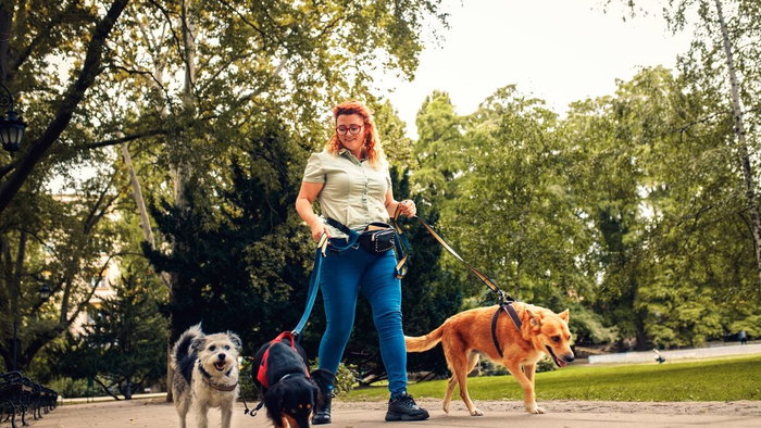woman walking 3 dogs