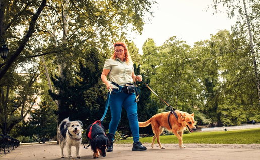 woman walking 3 dogs