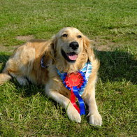 Little Pod Charity Dog Show.