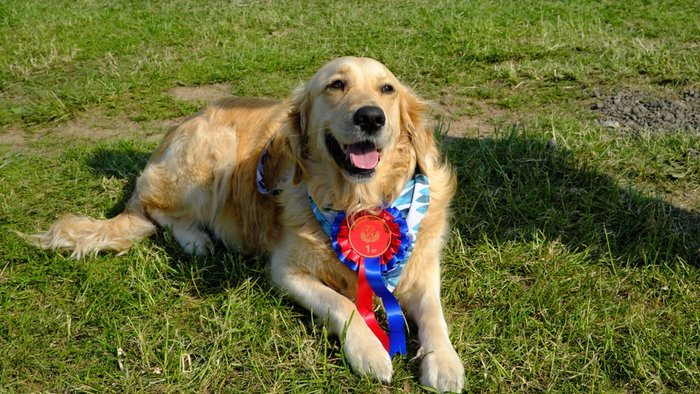 Little Pod Charity Dog Show.