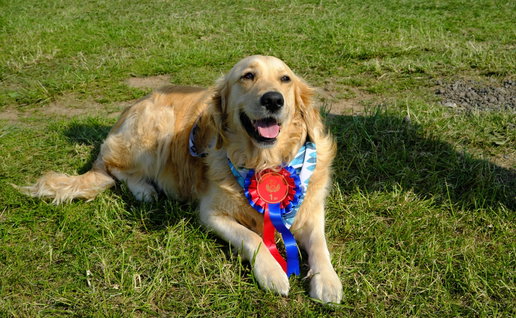 Little Pod Charity Dog Show.