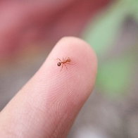 "Electric" ants taking over in France and Spain.