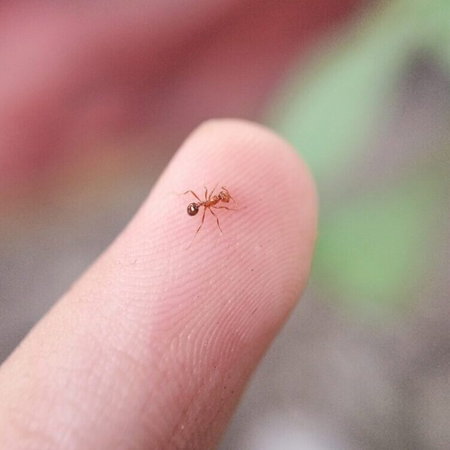 "Electric" ants taking over in France and Spain.