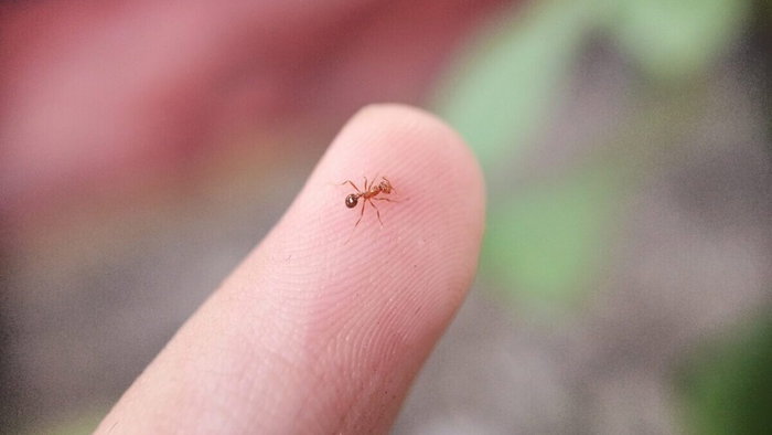"Electric" ants taking over in France and Spain.