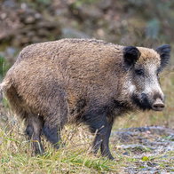 Ever more common wild boar.