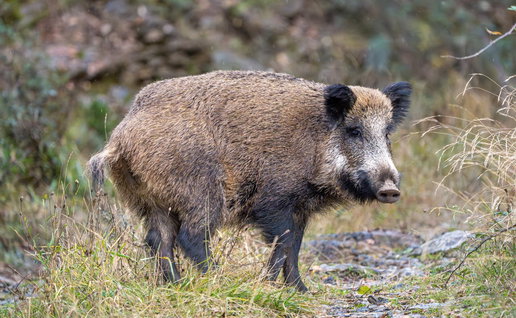 Ever more common wild boar.