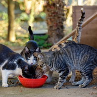 Volunteers urgently needed to help care for Quesada street cat colonies.