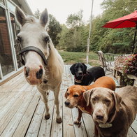New Pinoso animal sanctuary will provide retirement home for older pets and donkeys.