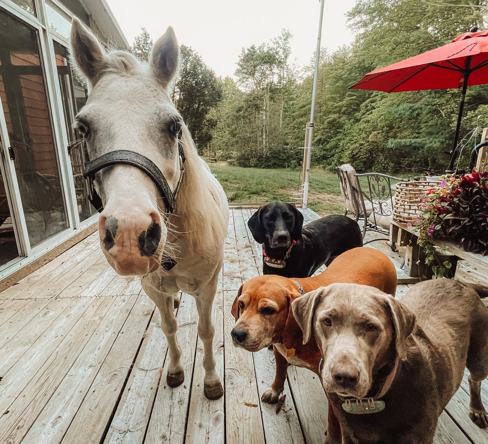 New Pinoso animal sanctuary will provide retirement home for older pets and donkeys