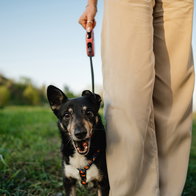 Finca La Castellana charity dog walks return to help feed 270 rescue animals.