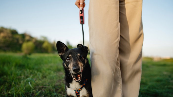 Finca La Castellana charity dog walks return to help feed 270 rescue animals.