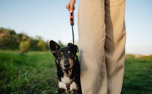 Finca La Castellana charity dog walks return to help feed 270 rescue animals.