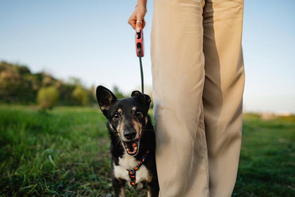 Finca La Castellana charity dog walks return to help feed 270 rescue animals