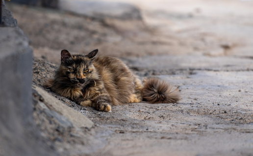 stray cats